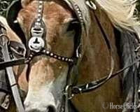 Belgian - "Tessoro and Caro Mio" Sorrel Gelding Belgian in Arkansas