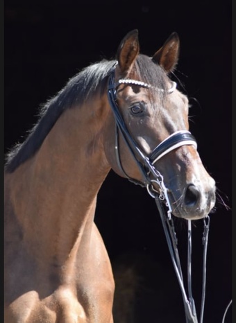 "Hammer" Bay Gelding Trakehner