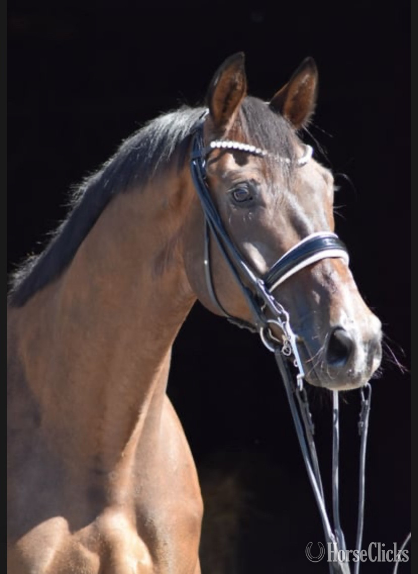 "Hammer" Bay Gelding Trakehner in Washington