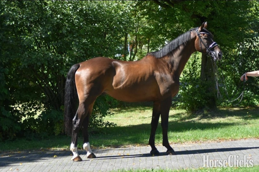 "Hammer" Bay Gelding Trakehner