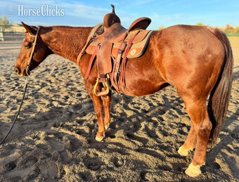 "Polly Pockets" Red Roan Mare Quarter Horse