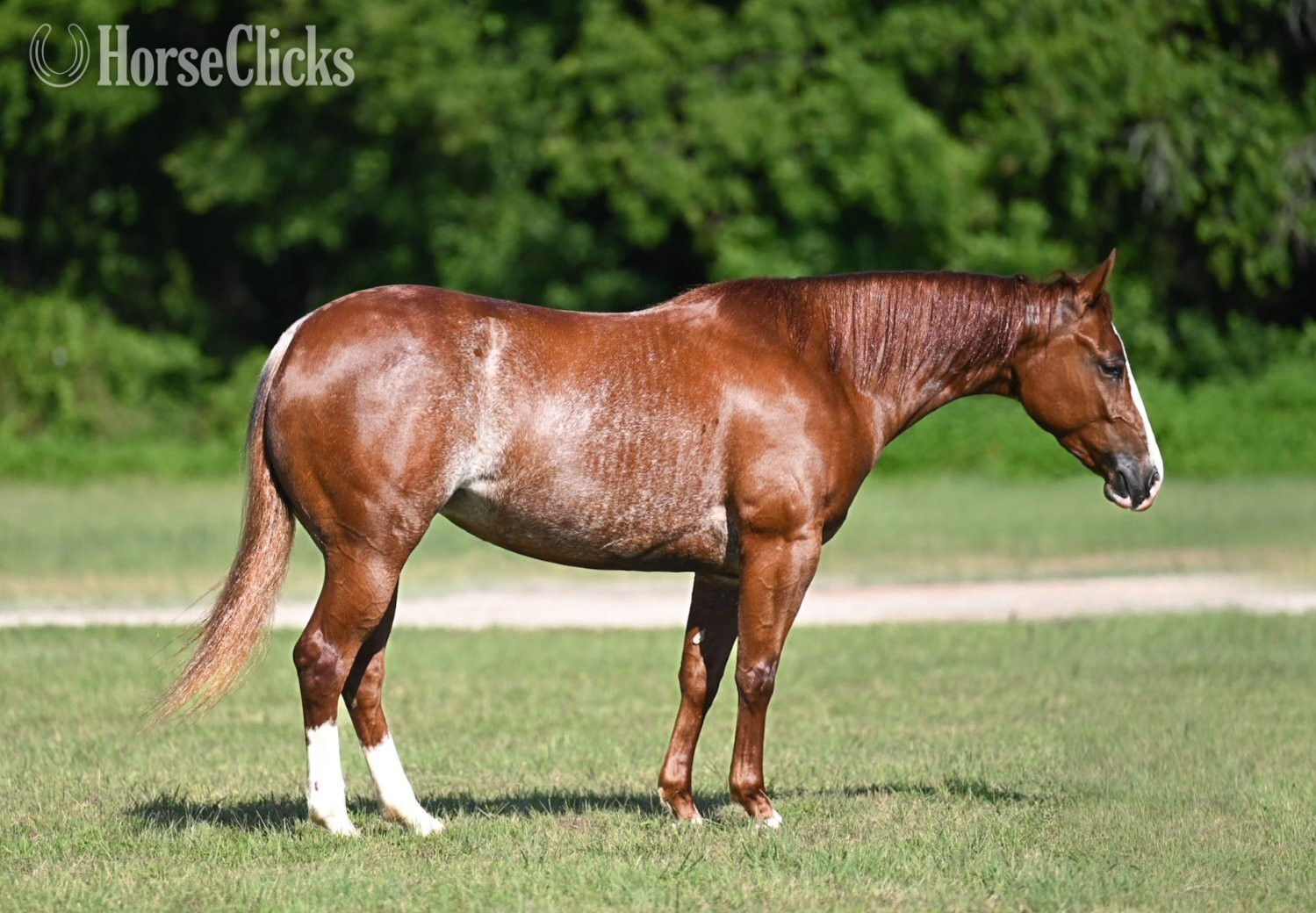 "Playgirl" Sorrel Mare Quarter Horse in Texas