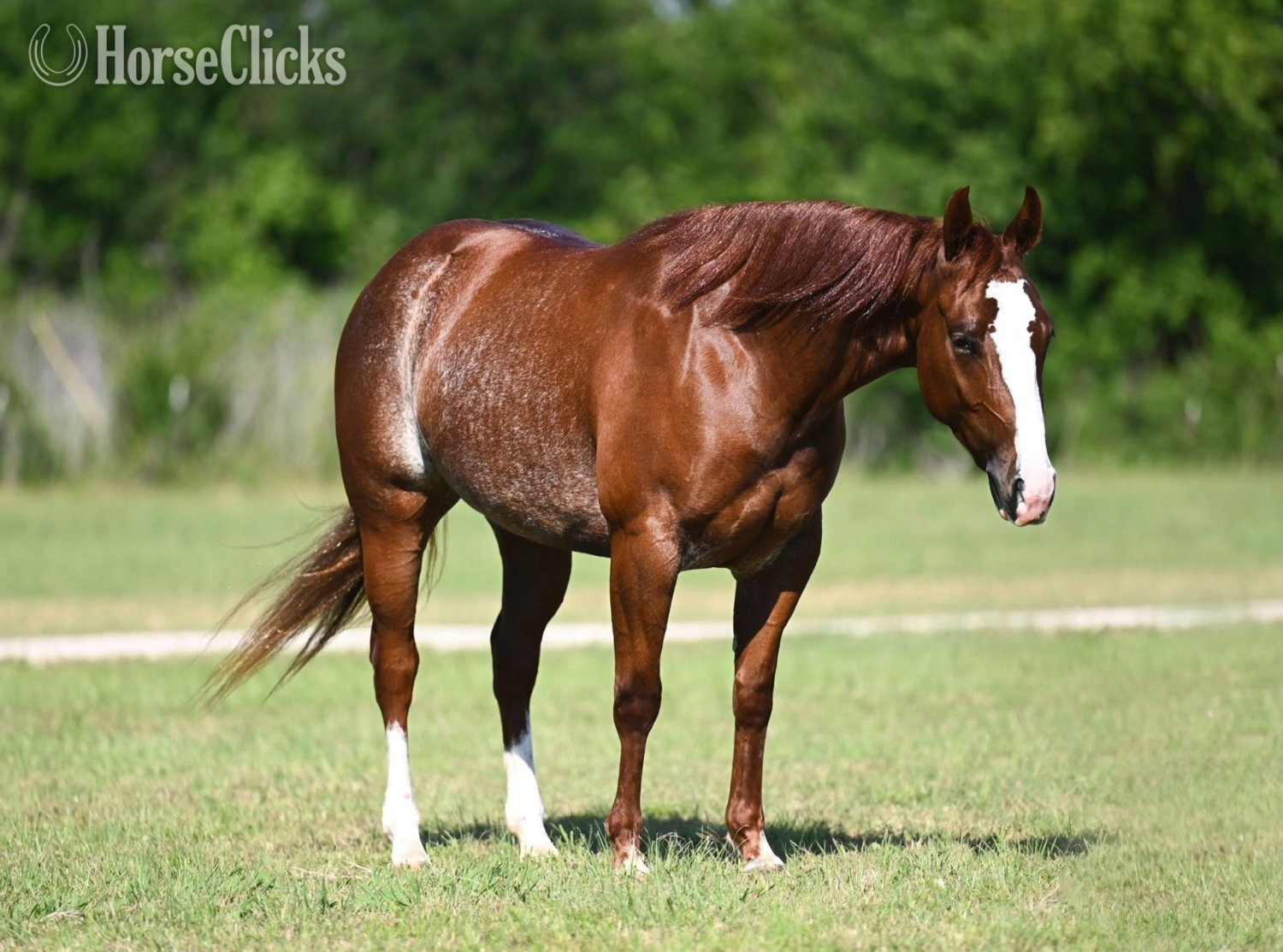 "Playgirl" Sorrel Mare Quarter Horse