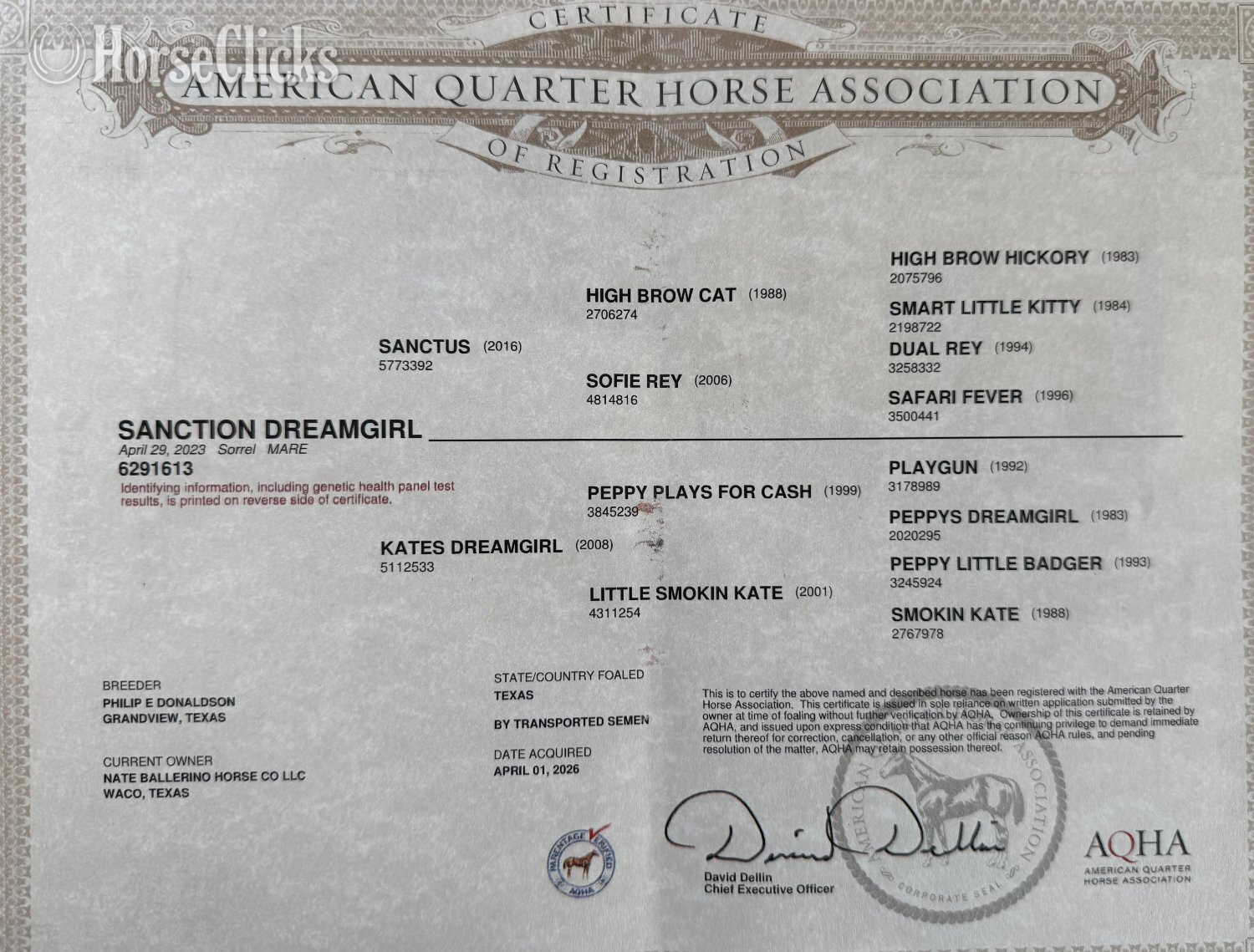 Texas "Playgirl" Sorrel Mare Quarter Horse