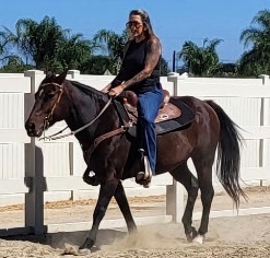"Giddy" Bay Mare Quarter Pony