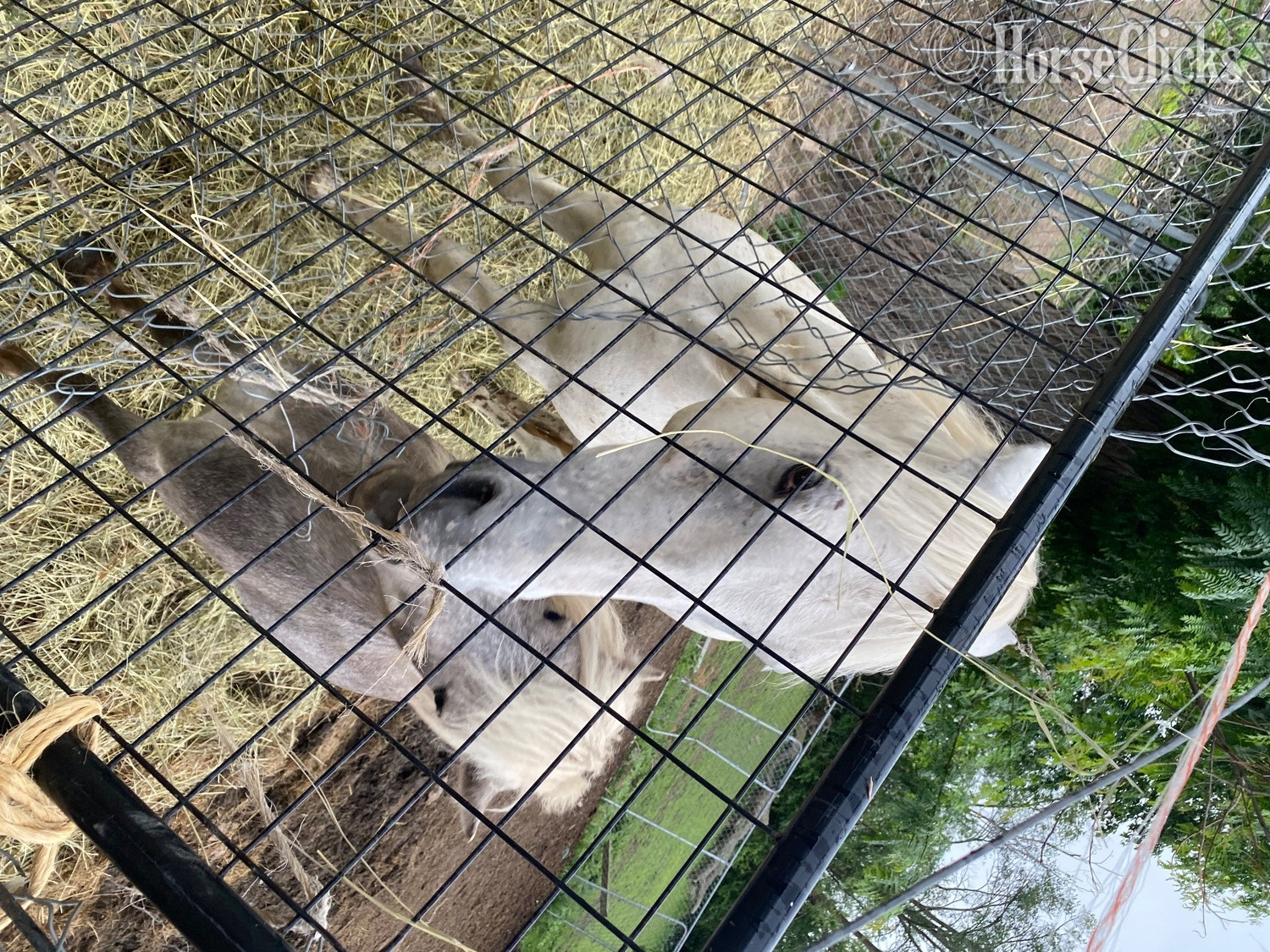 "STERLING " Grey Gelding POA in Illinois