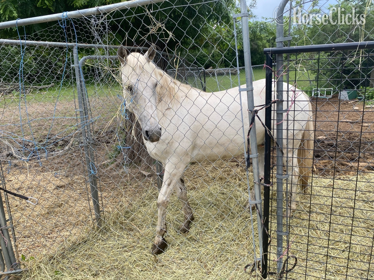 "STERLING " Grey Gelding POA