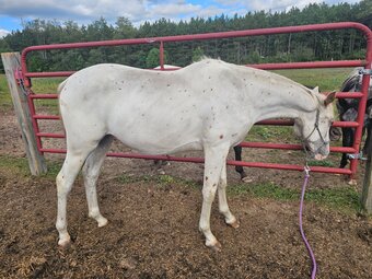 "DUBLIN" Chestnut Colt Walkaloosa