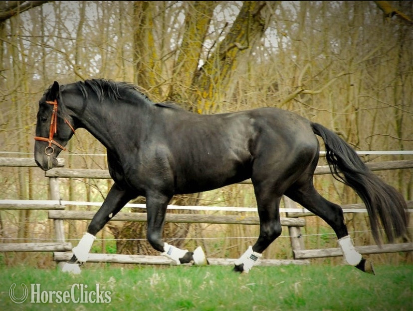 "Hans" Black Gelding Oldenburg in South Dakota