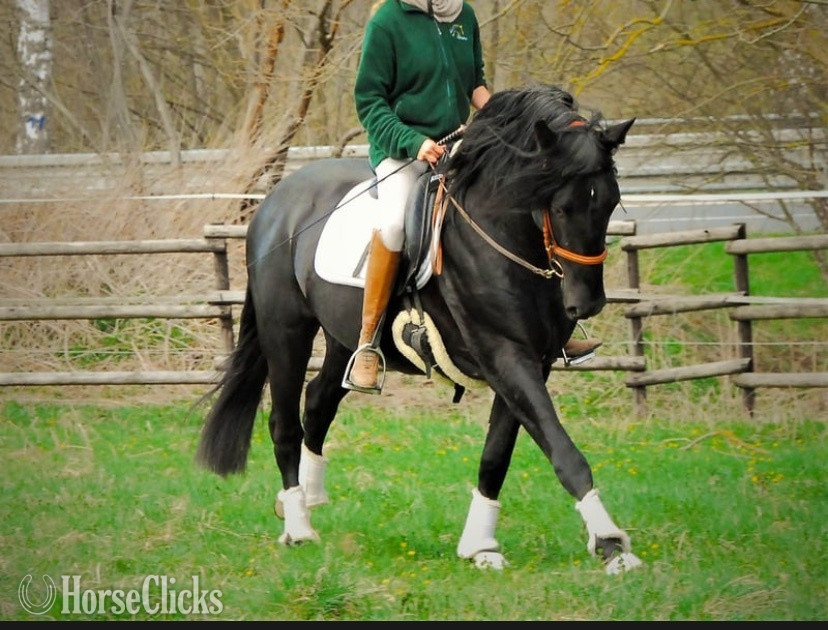 "Hans" Black Gelding Oldenburg