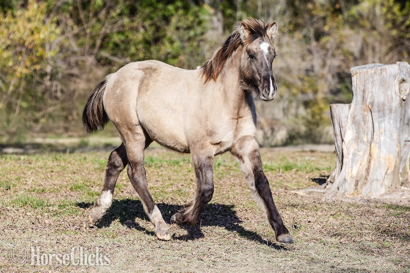 "SEVENS SILVER QUEEN" Grullo Filly Gypsy Vanner