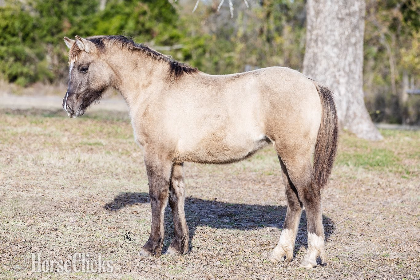 Texas "SEVENS SILVER QUEEN" Grullo Filly Gypsy Vanner