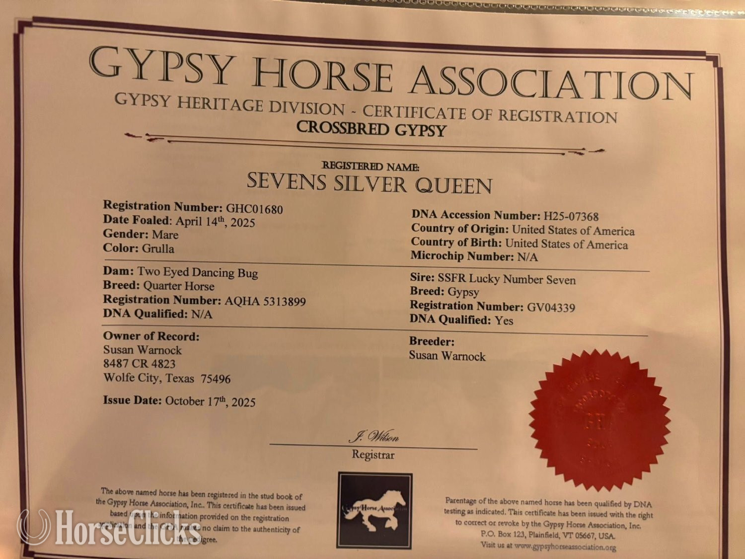 "SEVENS SILVER QUEEN" Grullo Filly Gypsy Vanner - Gypsy Vanner in Texas