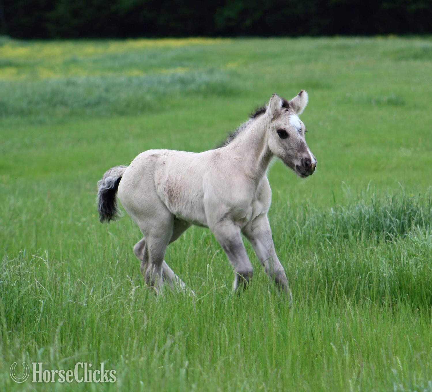 "SEVENS SILVER QUEEN" Grullo Filly Gypsy Vanner - Gypsy Vanner