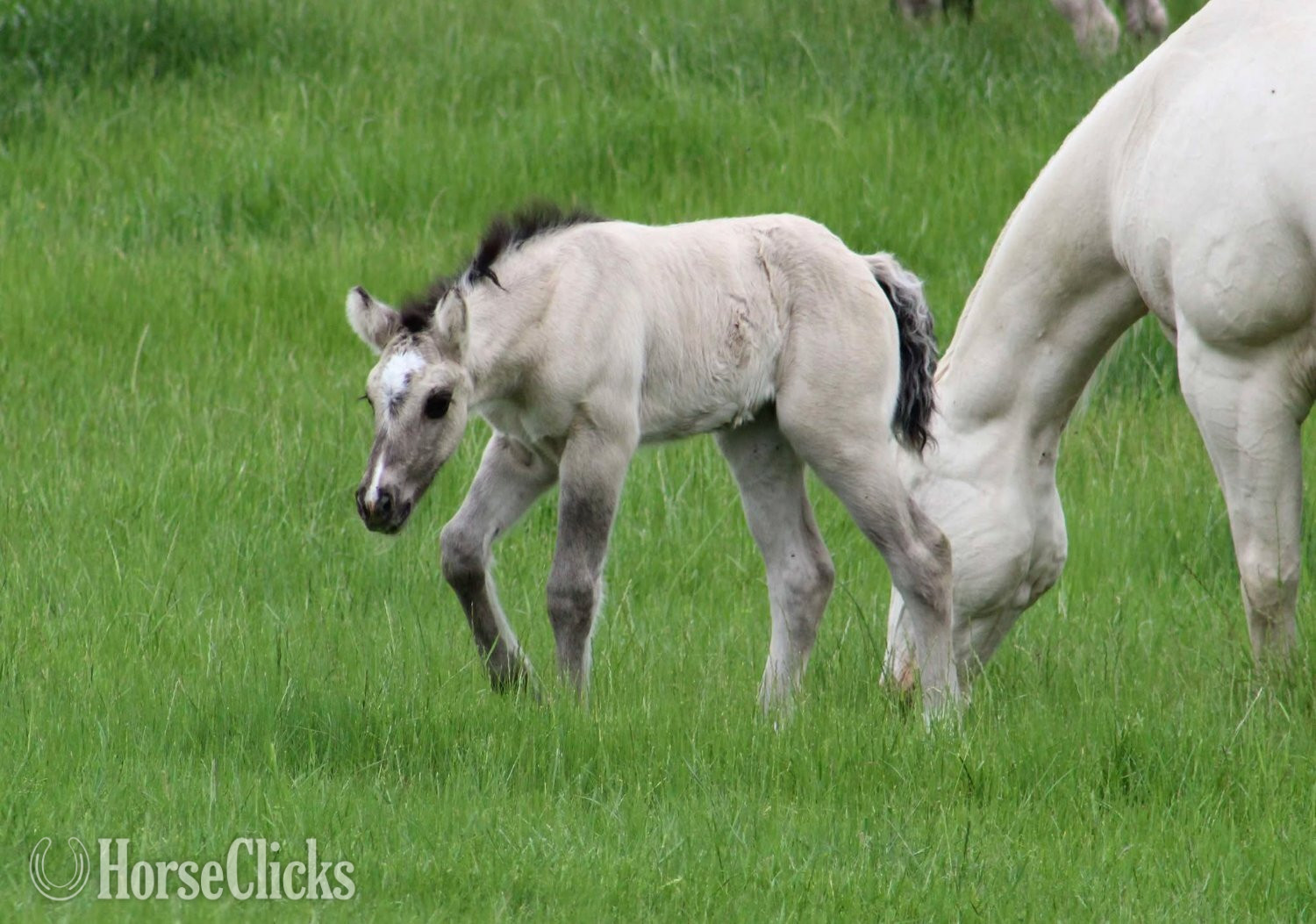 "SEVENS SILVER QUEEN" Grullo Filly Gypsy Vanner Texas