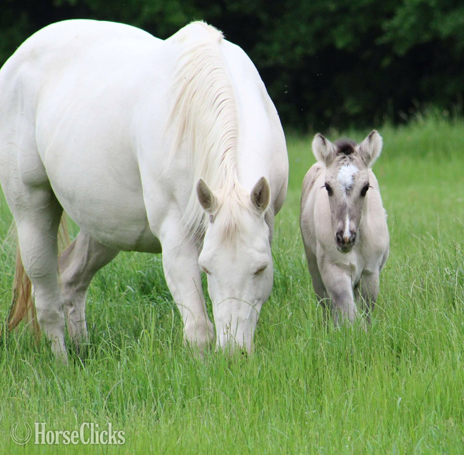 Gypsy Vanner - "SEVENS SILVER QUEEN" Grullo Filly Gypsy Vanner in Texas