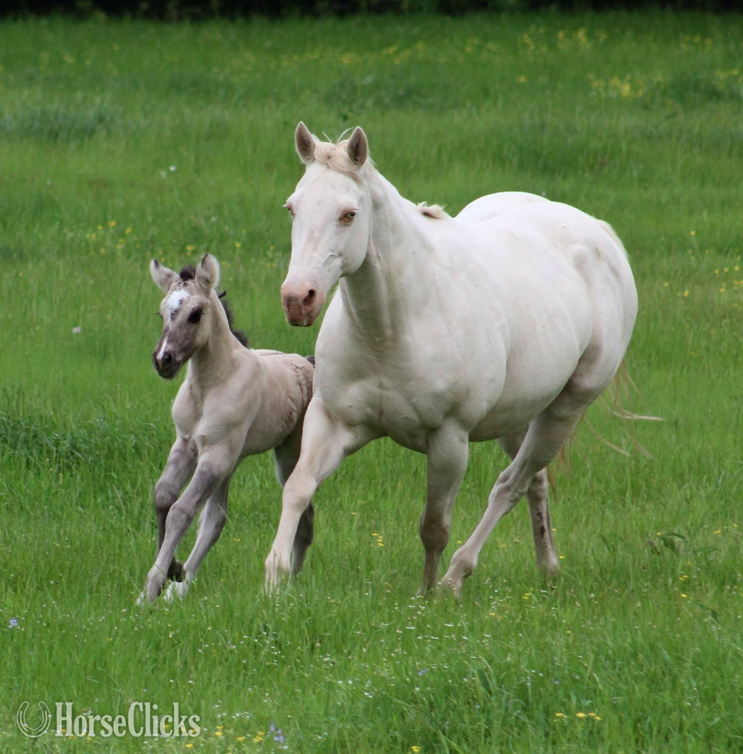 Gypsy Vanner - "SEVENS SILVER QUEEN" Grullo Filly Gypsy Vanner