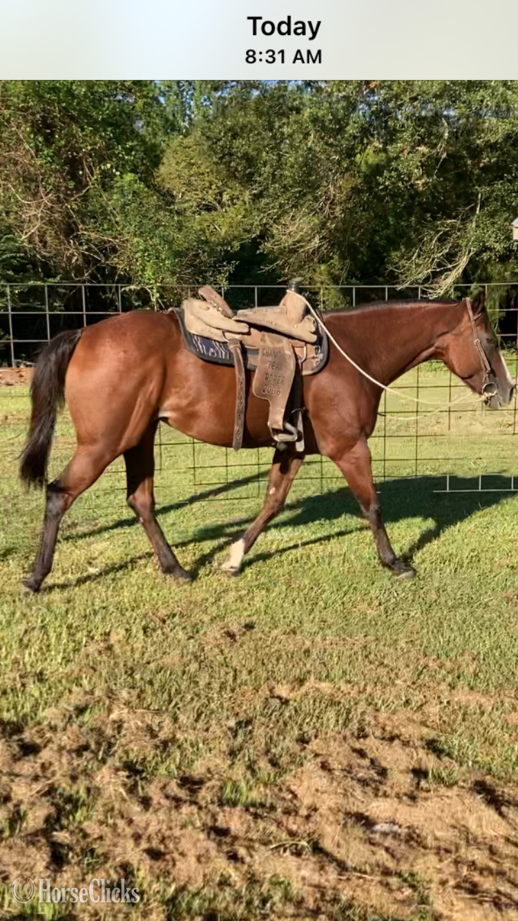 Louisiana "Willy" Bay Gelding Quarter Horse