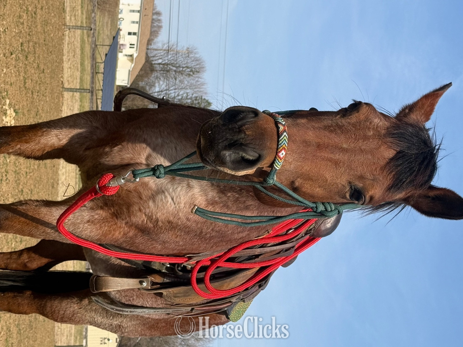 "Khaleesi" Bay Roan Mare Quarter Horse in Pennsylvania