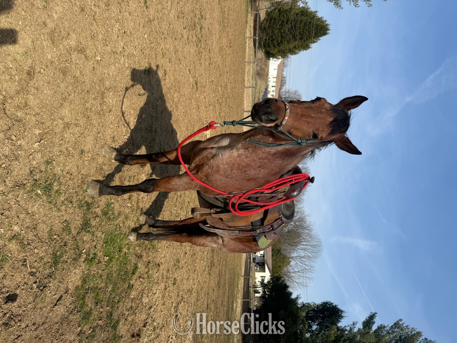 "Khaleesi" Bay Roan Mare Quarter Horse