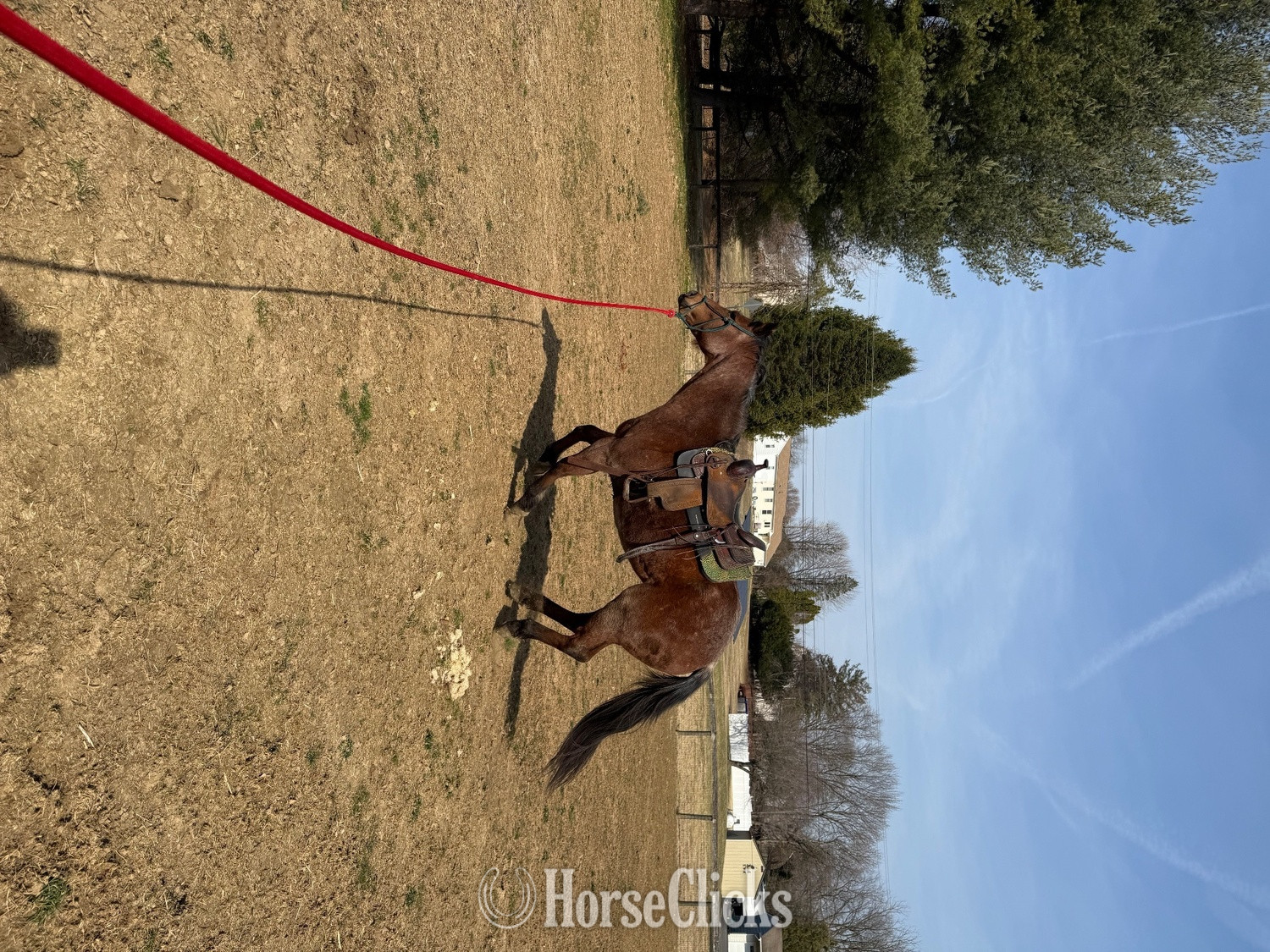 Pennsylvania "Khaleesi" Bay Roan Mare Quarter Horse