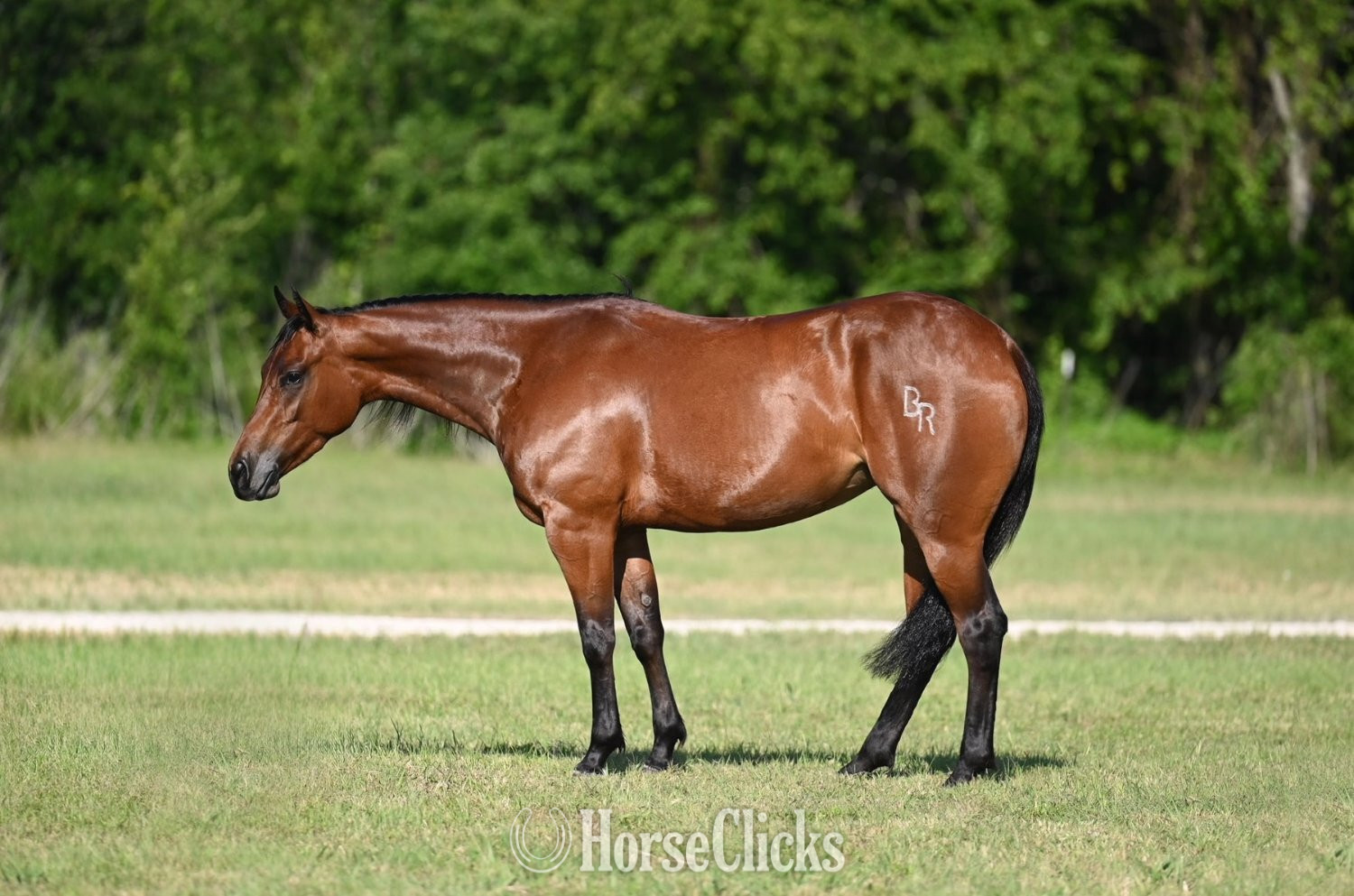 "Bella" Bay Mare Quarter Horse