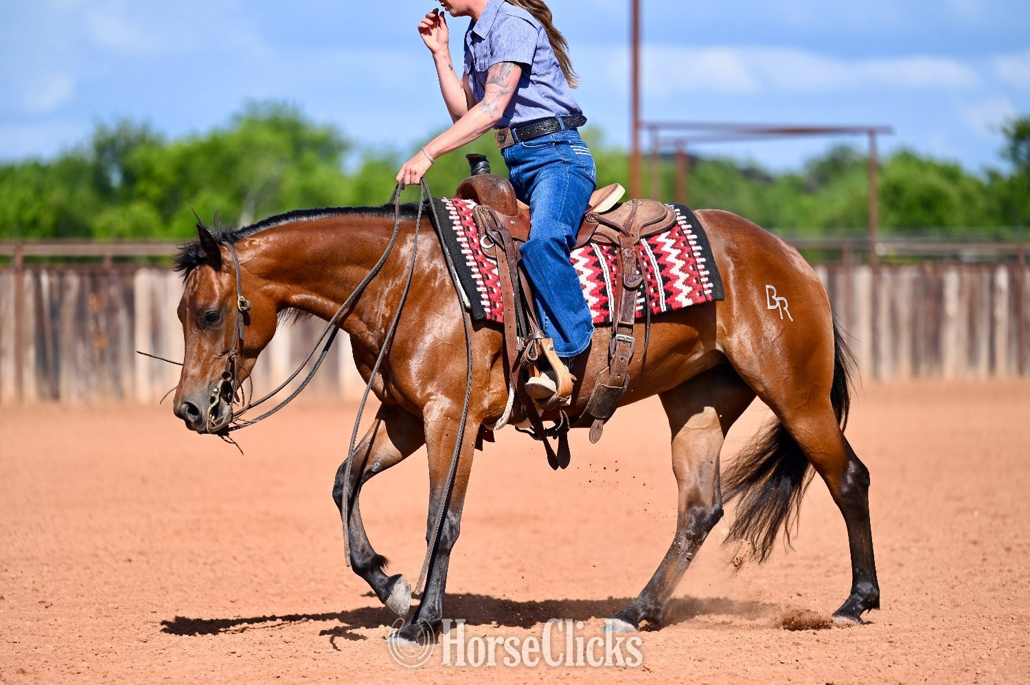 "Bella" Bay Mare Quarter Horse - Quarter Horse