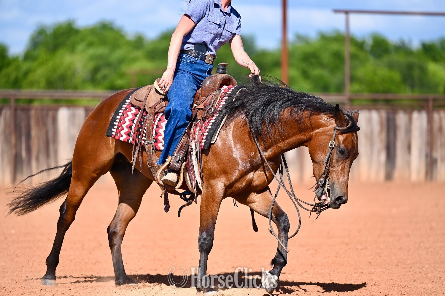 "Bella" Bay Mare Quarter Horse Texas