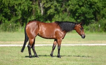 "Bella" Bay Mare Quarter Horse