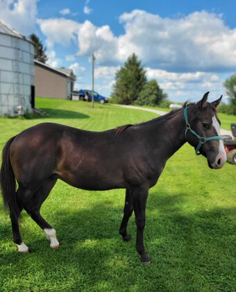 "Ole Smart Rascal" Buckskin Colt Paint