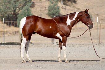 "BADA BING" Tabiano Gelding Paint