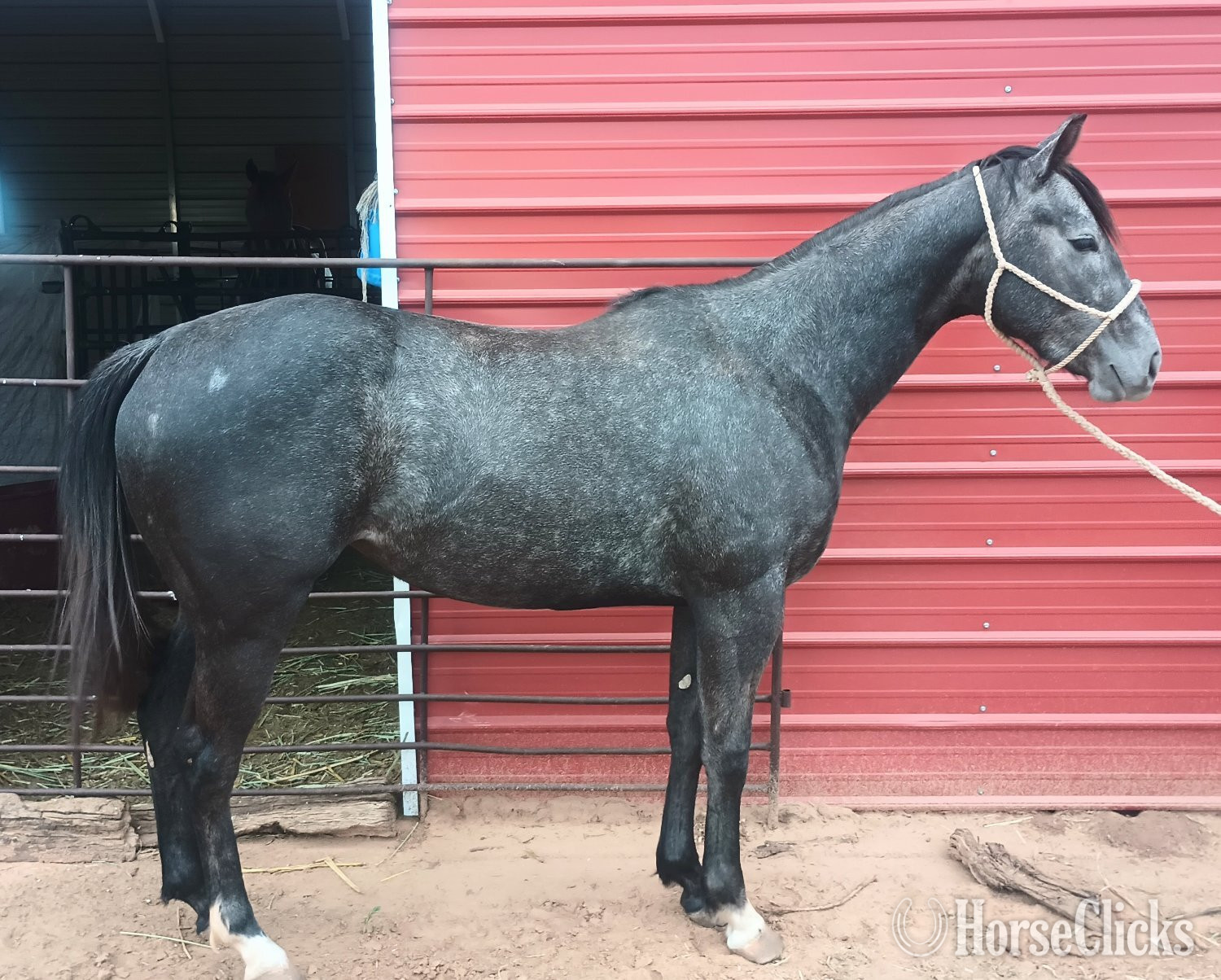 "TrickyIllegalWinner " Grey Filly Appendix in New Mexico