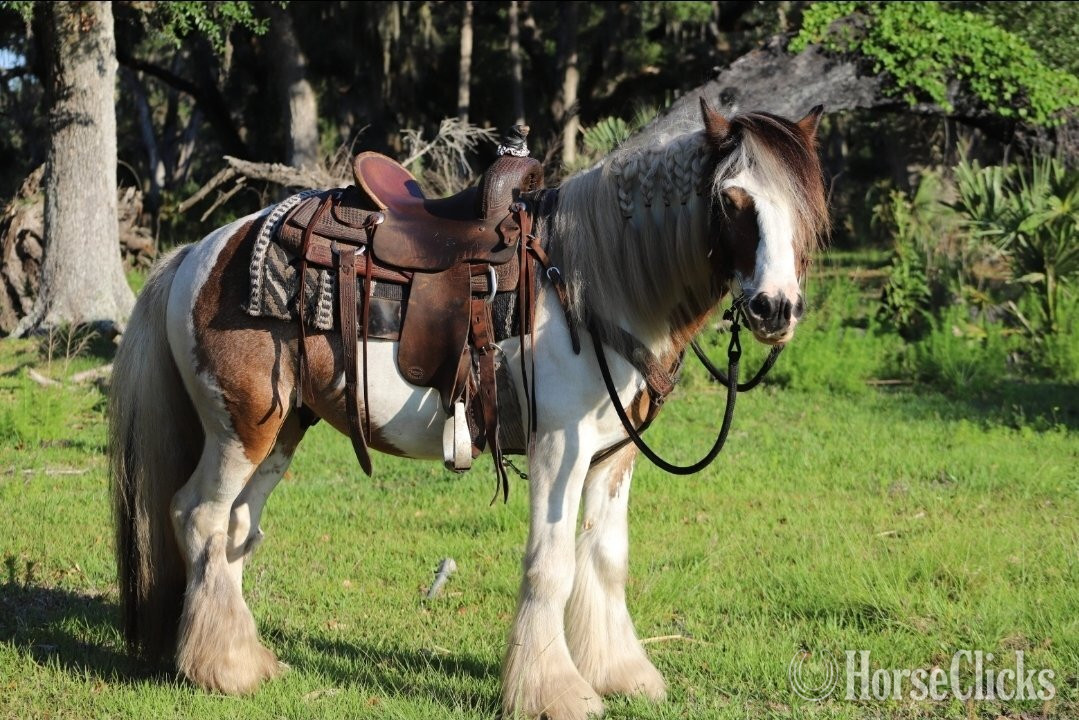 "Davinci" Bay Roan Gelding Gypsy Vanner in Florida
