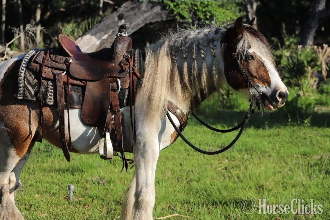 Florida "Davinci" Bay Roan Gelding Gypsy Vanner