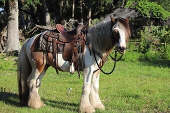 "Davinci" Bay Roan Gelding Gypsy Vanner