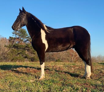 "Twister" Overo Gelding Tennessee Walker