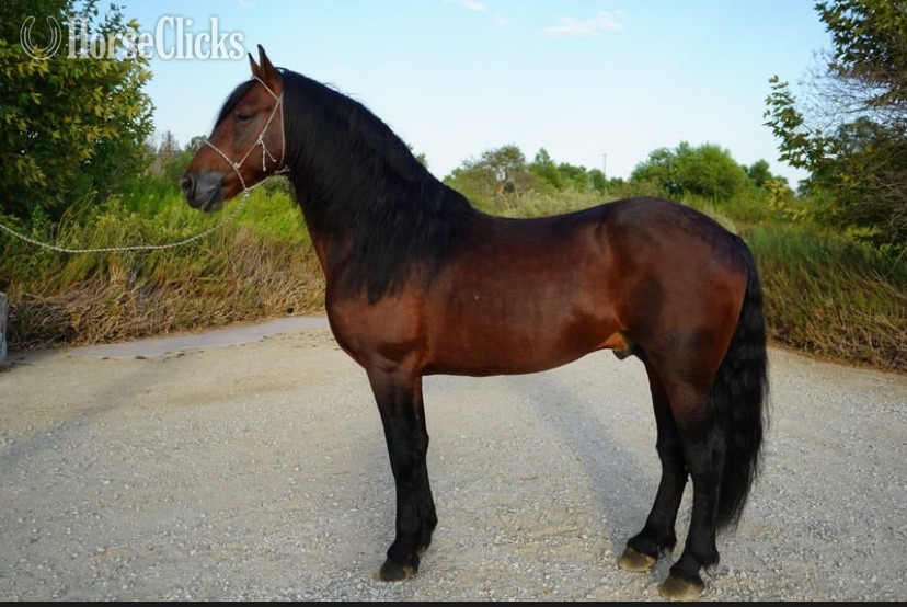 "Jack " Brown Stallion Mustang in New Jersey