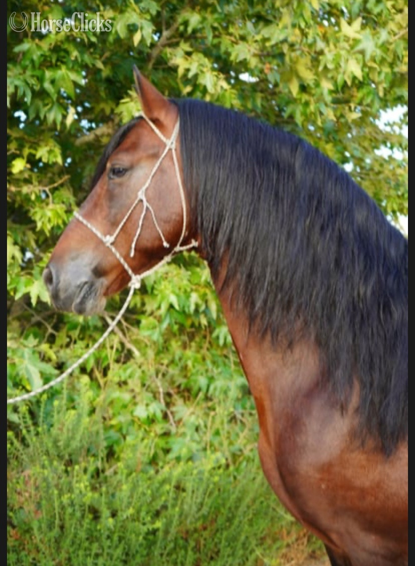 "Jack " Brown Stallion Mustang