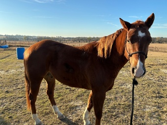 "Hot Shot" Sorrel Gelding Quarter Horse