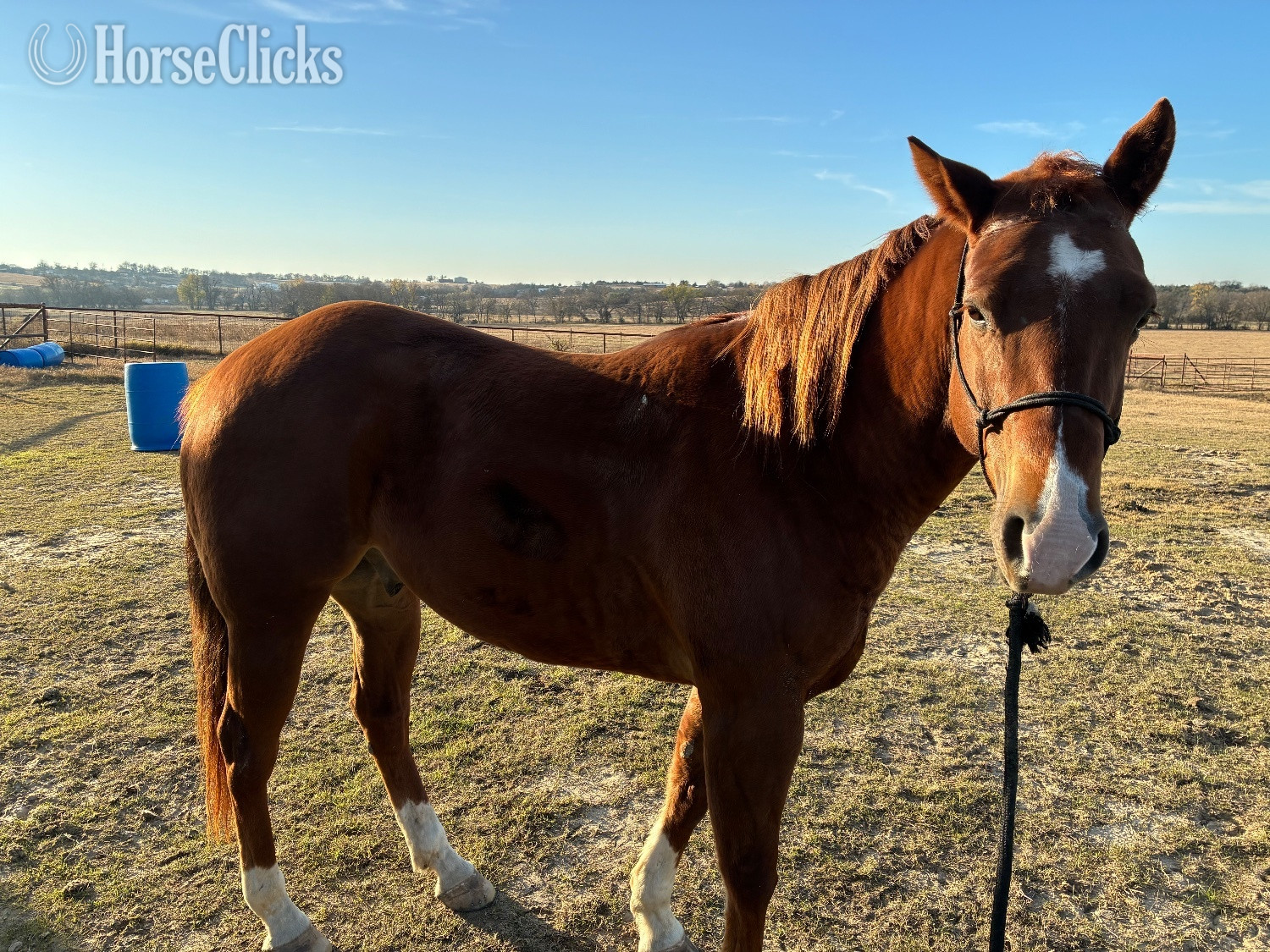 "Hot Shot" Sorrel Gelding Quarter Horse in Texas