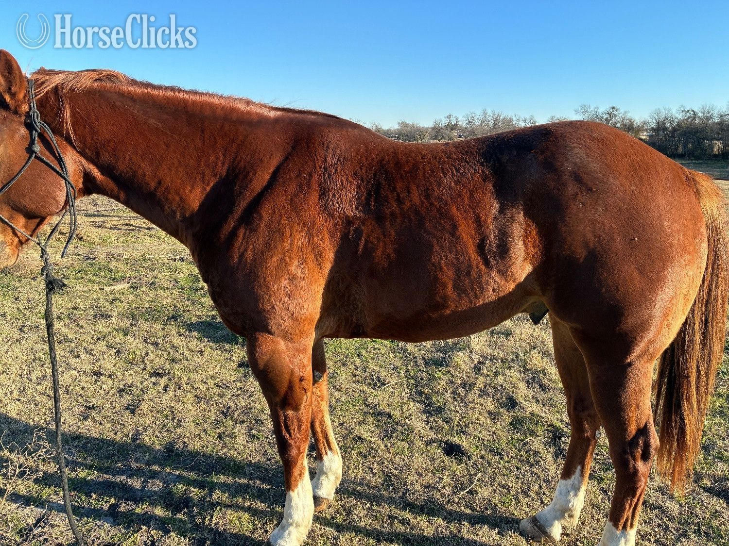 "Hot Shot" Sorrel Gelding Quarter Horse