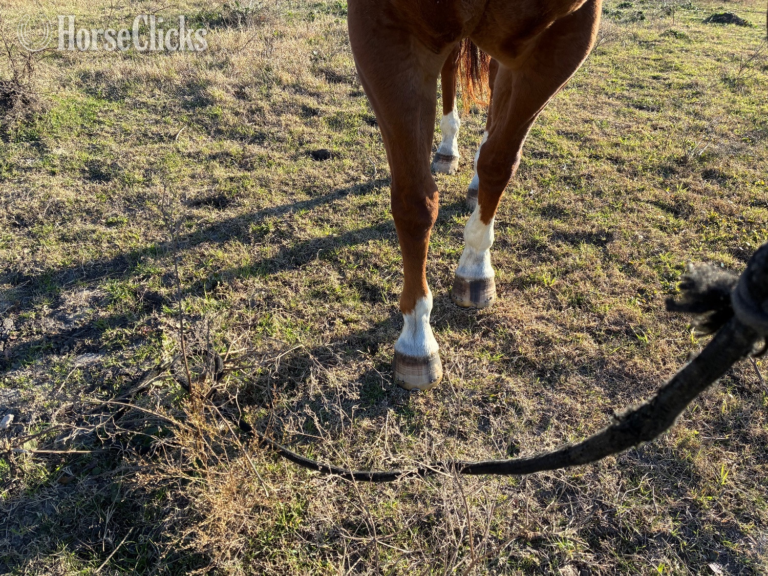 "Hot Shot" Sorrel Gelding Quarter Horse - Quarter Horse in Texas