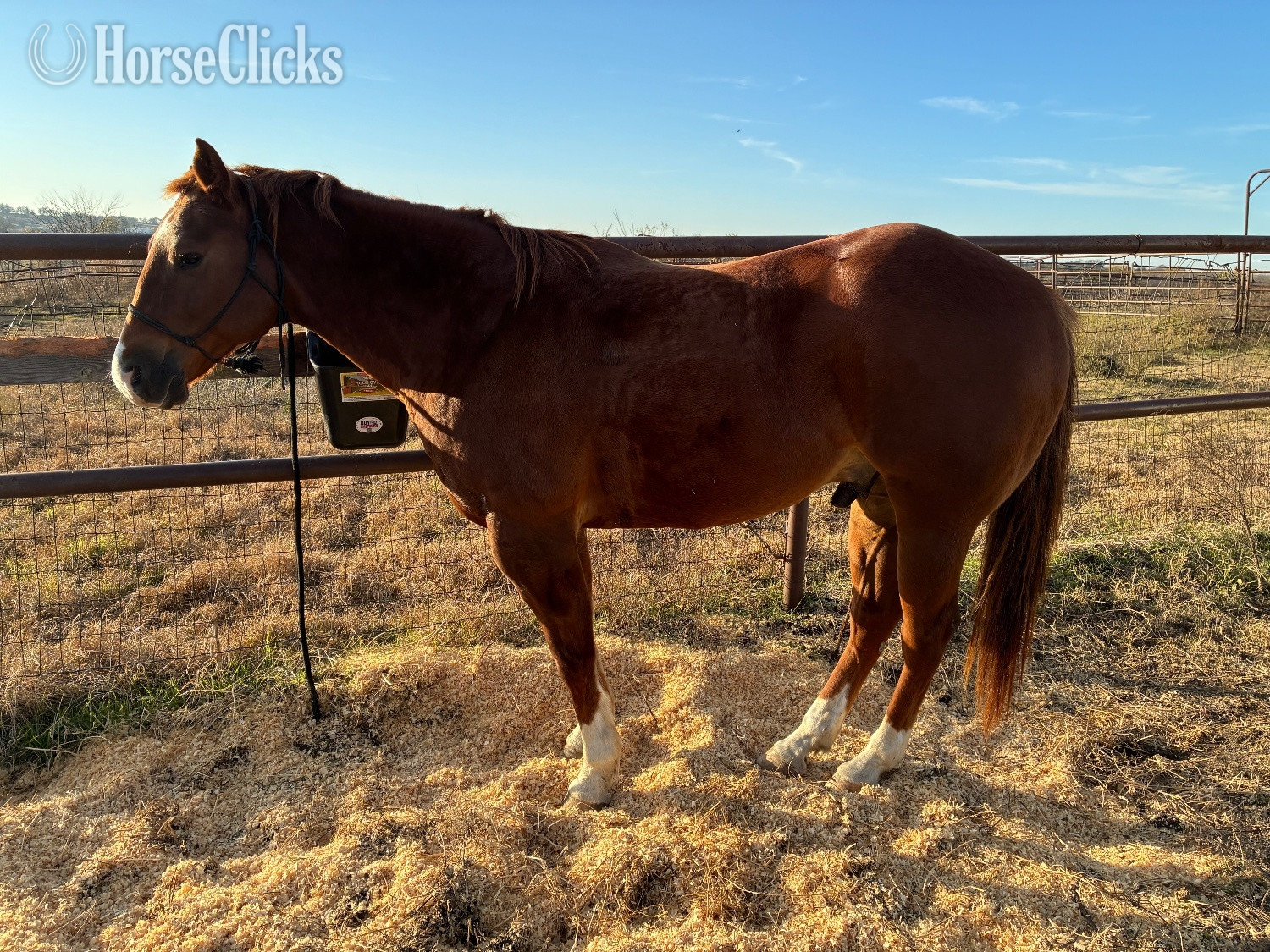 "Hot Shot" Sorrel Gelding Quarter Horse - Quarter Horse