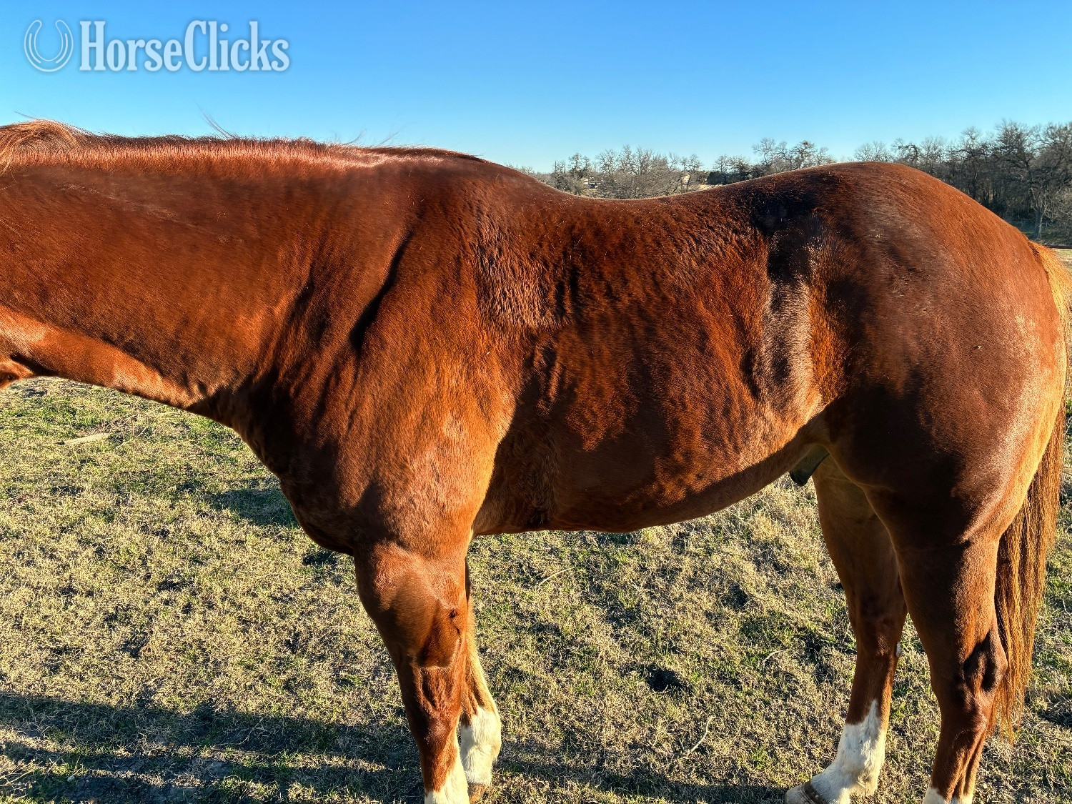"Hot Shot" Sorrel Gelding Quarter Horse Texas
