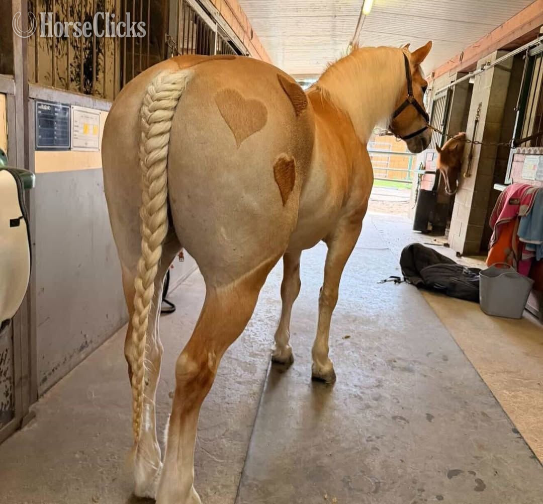 "BALOO"  Gelding Haflinger in Missouri