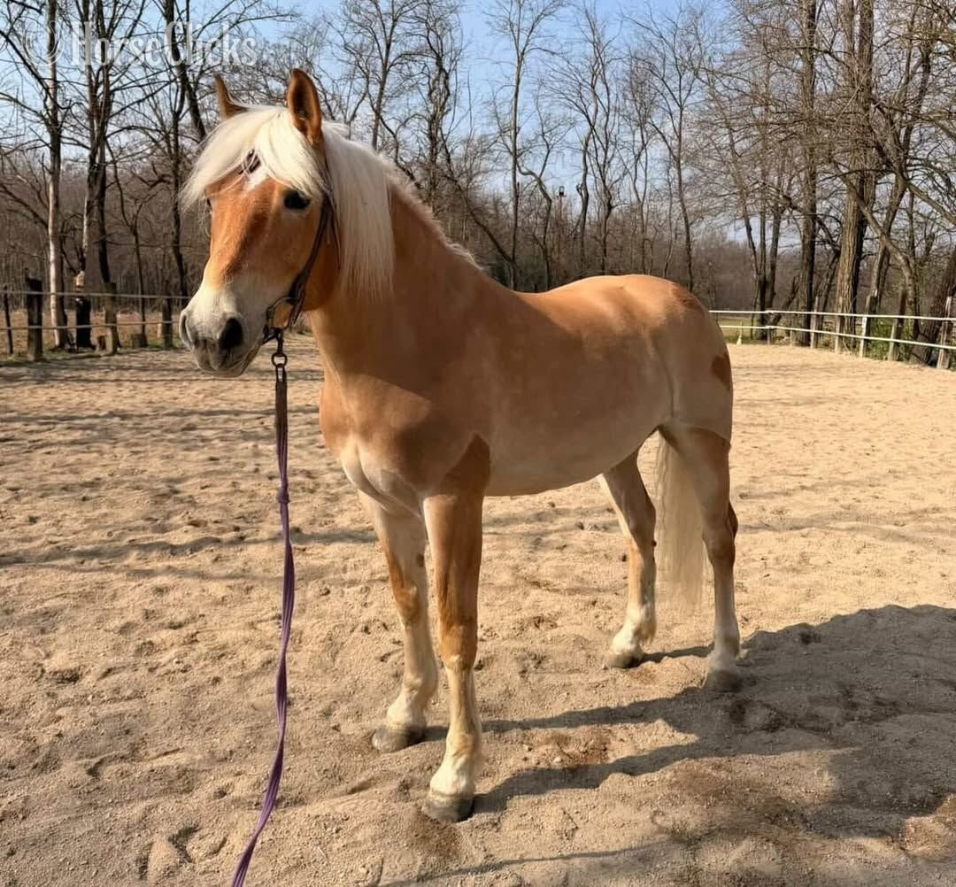 "BALOO"  Gelding Haflinger