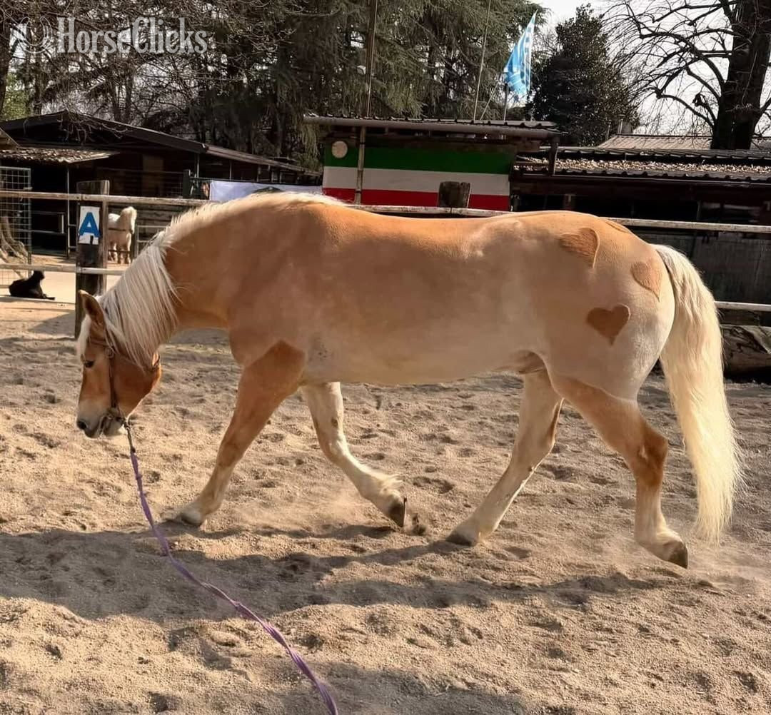 Missouri "BALOO"  Gelding Haflinger