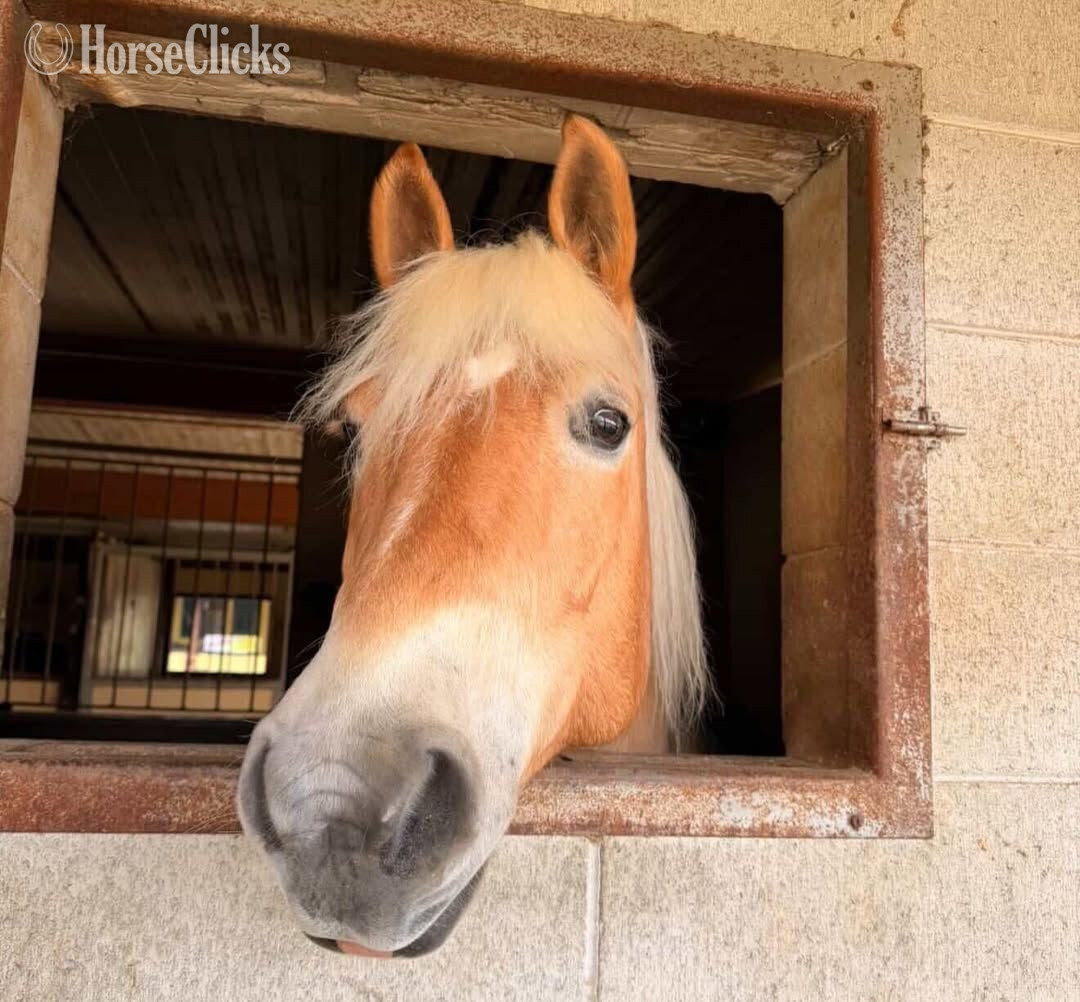 "BALOO"  Gelding Haflinger - Haflinger in Missouri