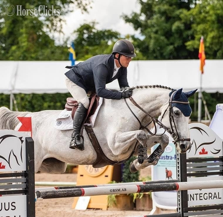 "HFO Cordelia " Grey Mare Warmblood in Ontario