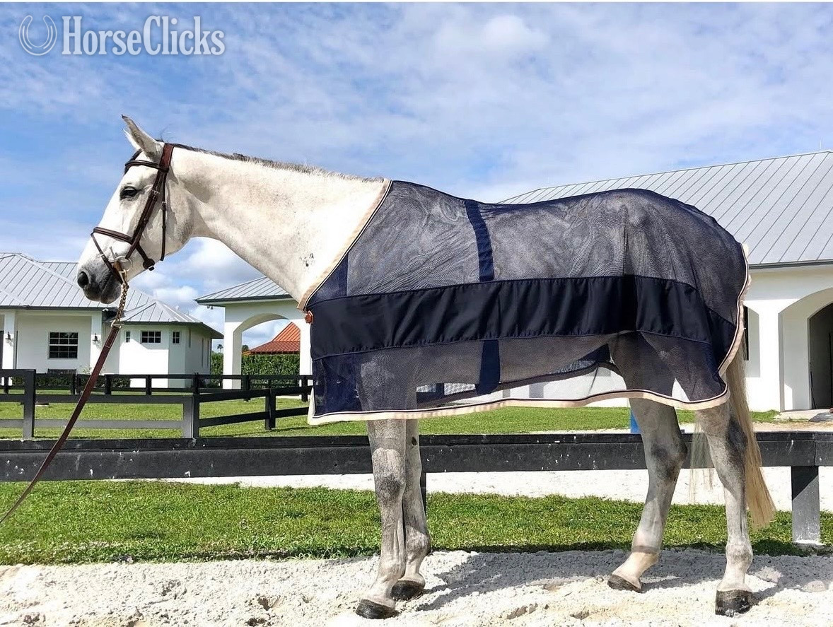 "HFO Cordelia " Grey Mare Warmblood